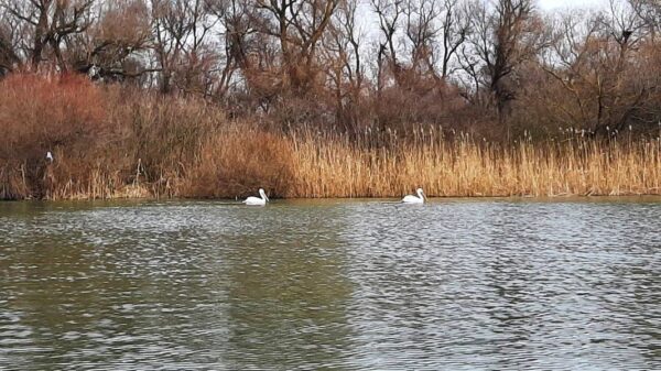 Din cauza iernilor calde pelicanii rămân iarna în Delta Dunării