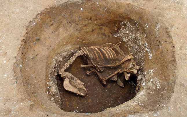 Tumul (mormânt) din epoca bronzului în care sunt îngropați cai